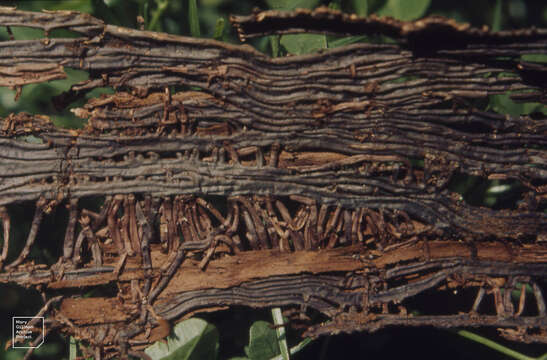 Image of Honey Fungus