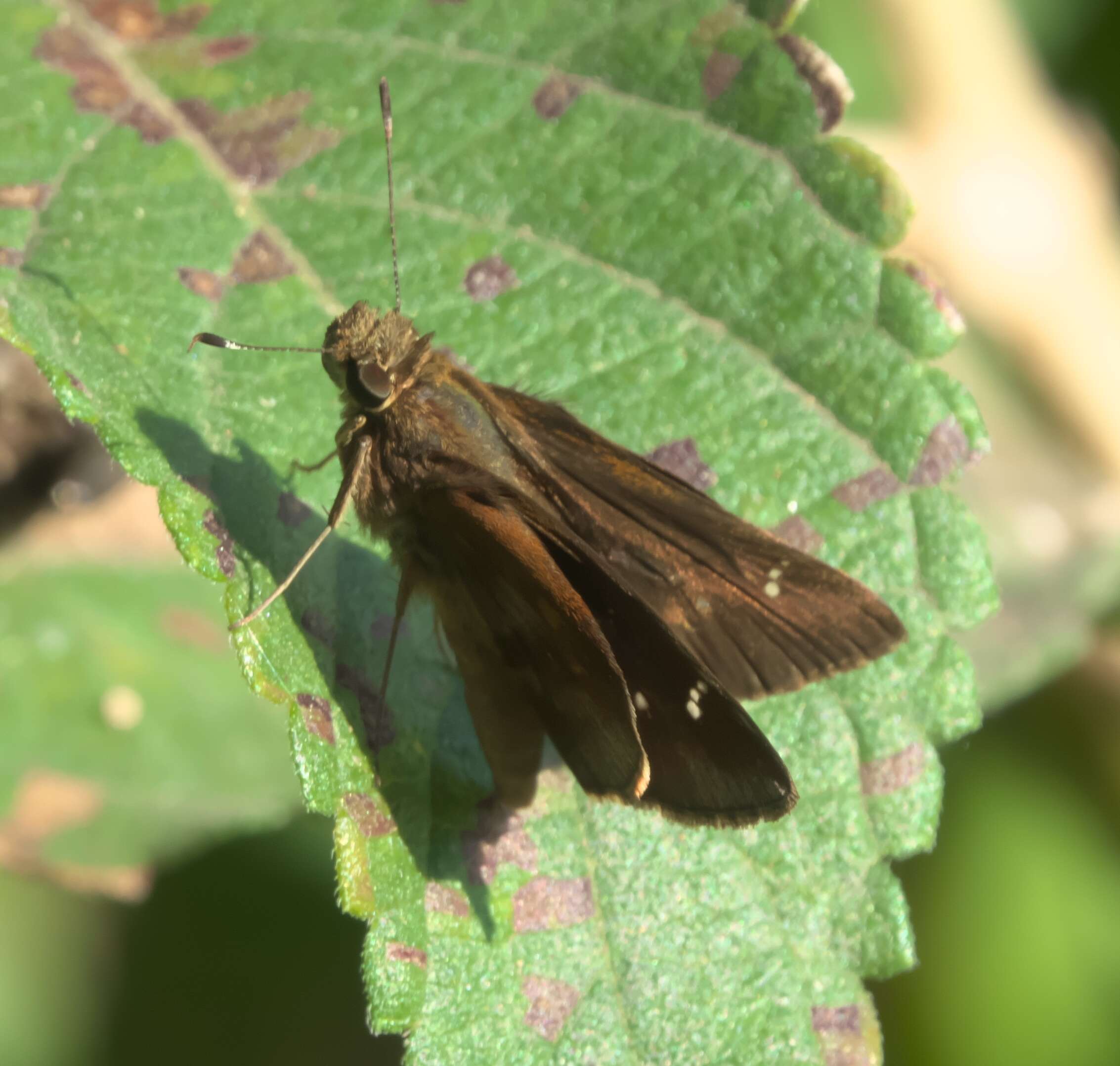 Image of Clouded Skipper