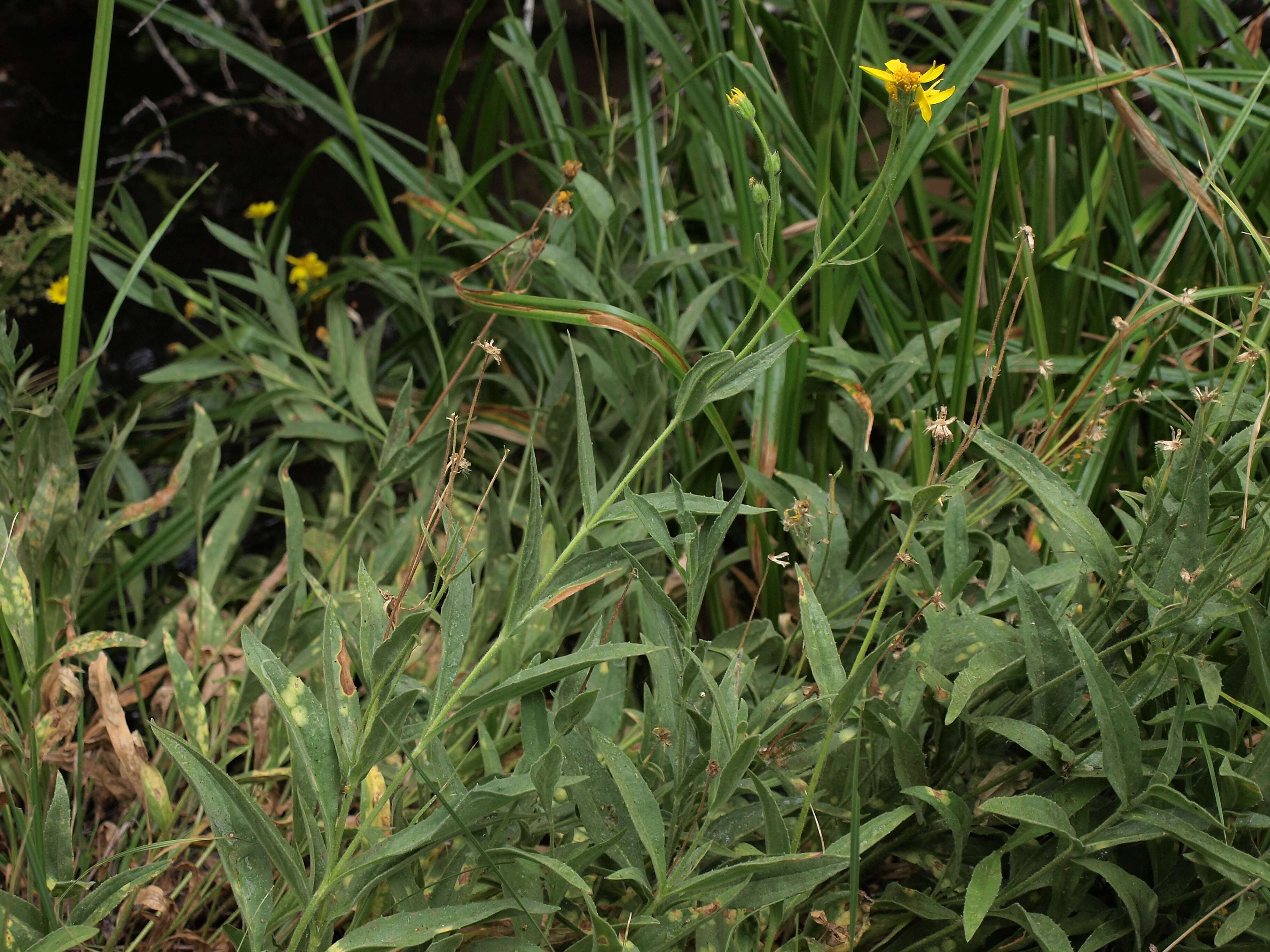 Image of spearleaf arnica