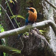 Image of Rufous Motmot