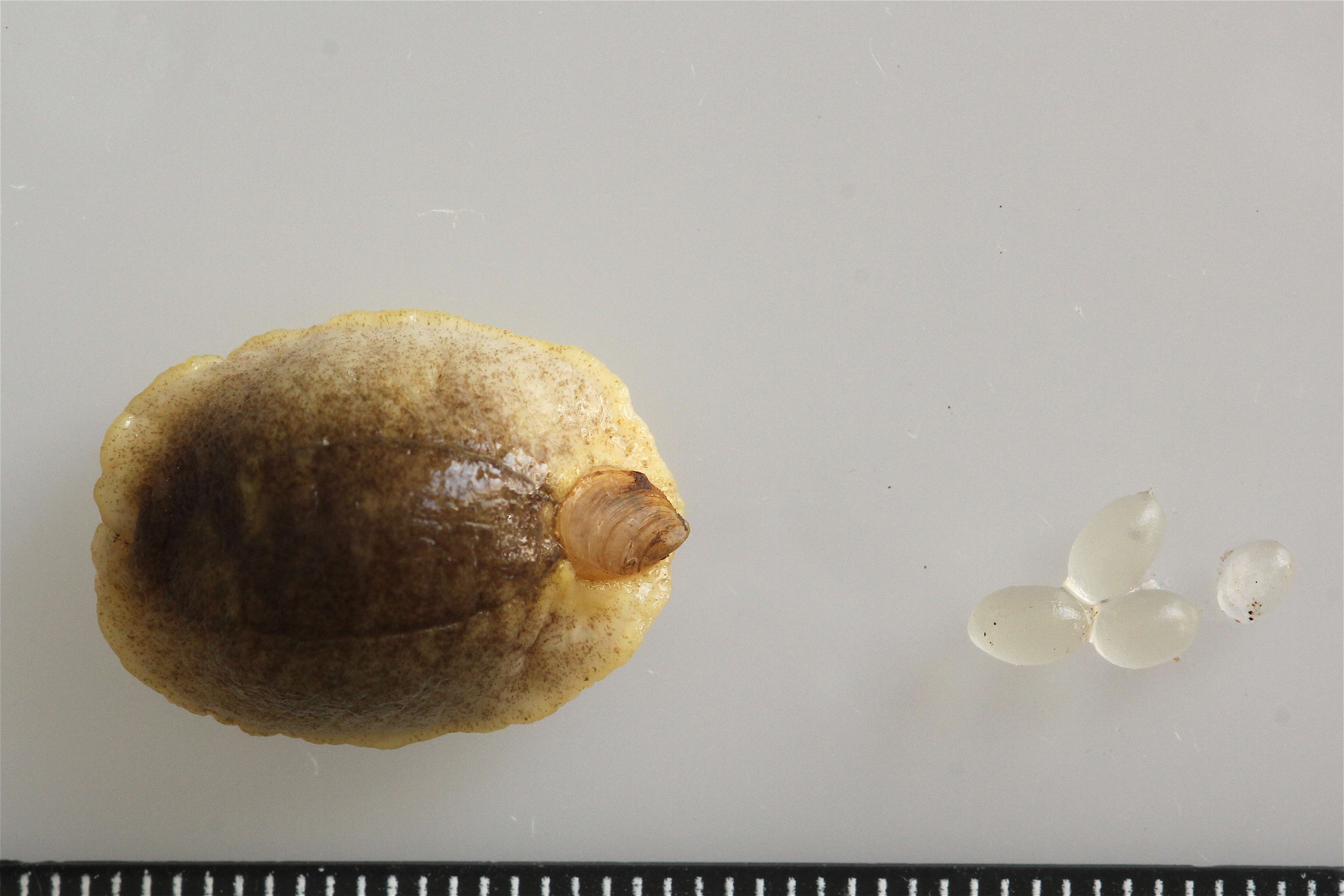 Image of Shelled slug