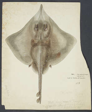 Image of New Zealand rough skate