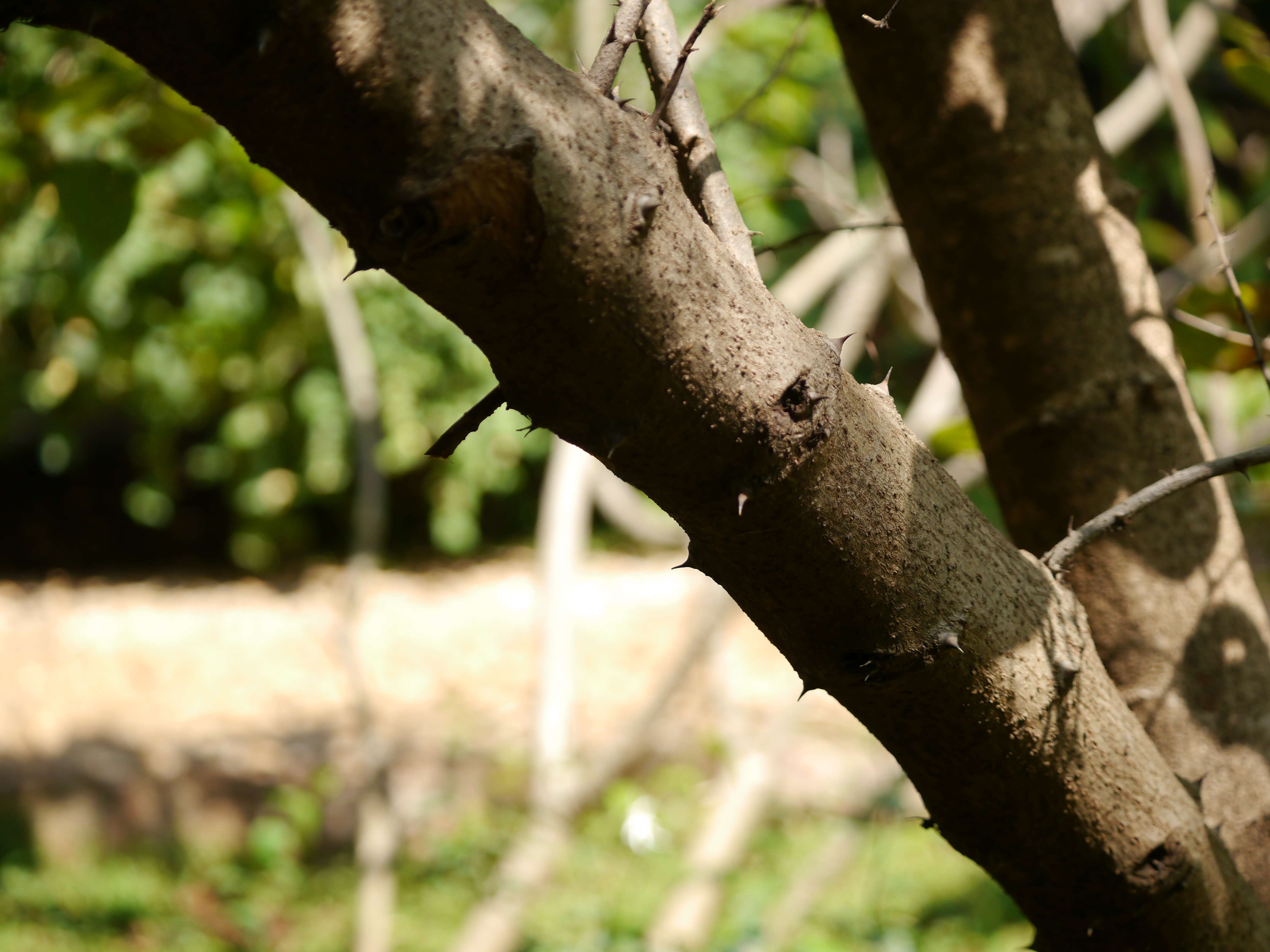 Image of Ziziphus rugosa Lam.