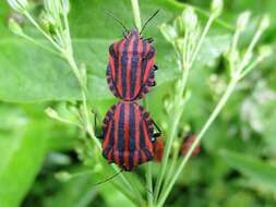 Image of <i>Graphosoma lineatum</i>