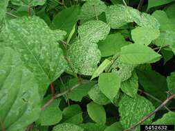 Image of Japanese Knotweed