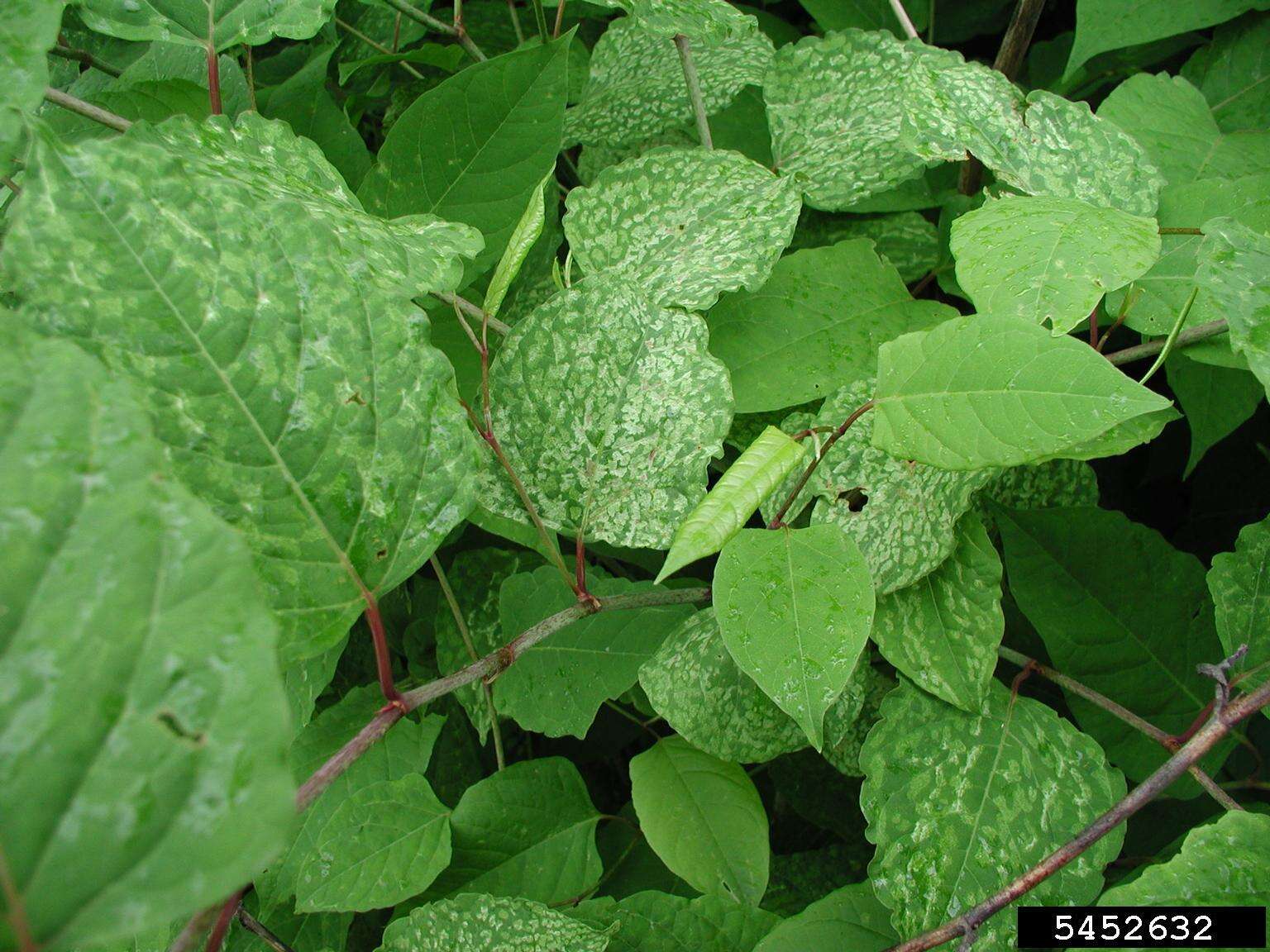 Image of Japanese Knotweed