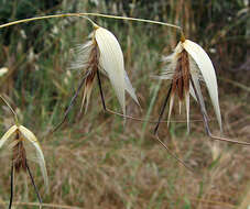 Image of wild oat