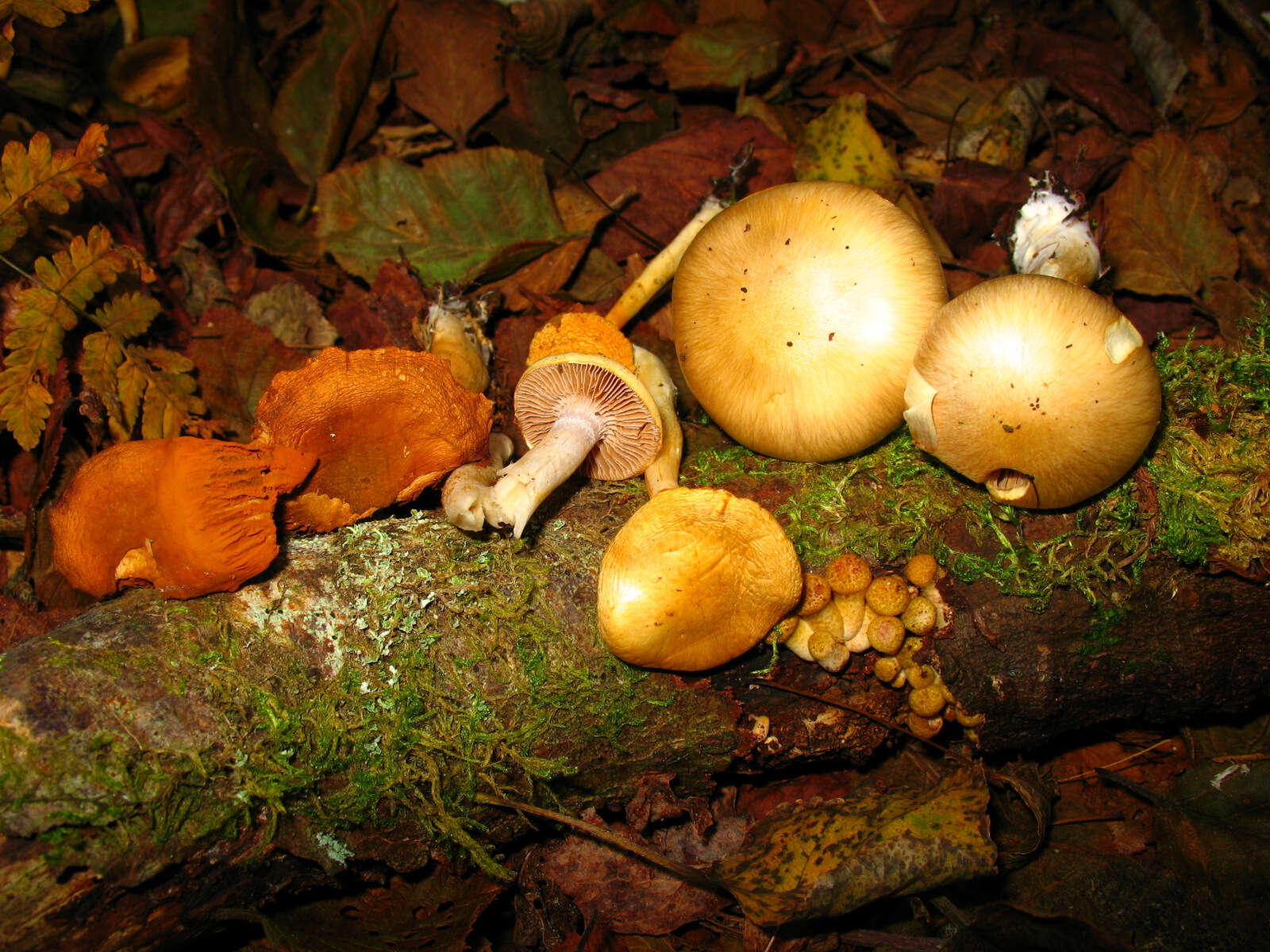 Image of Tubaria furfuracea (Pers.) Gillet 1876