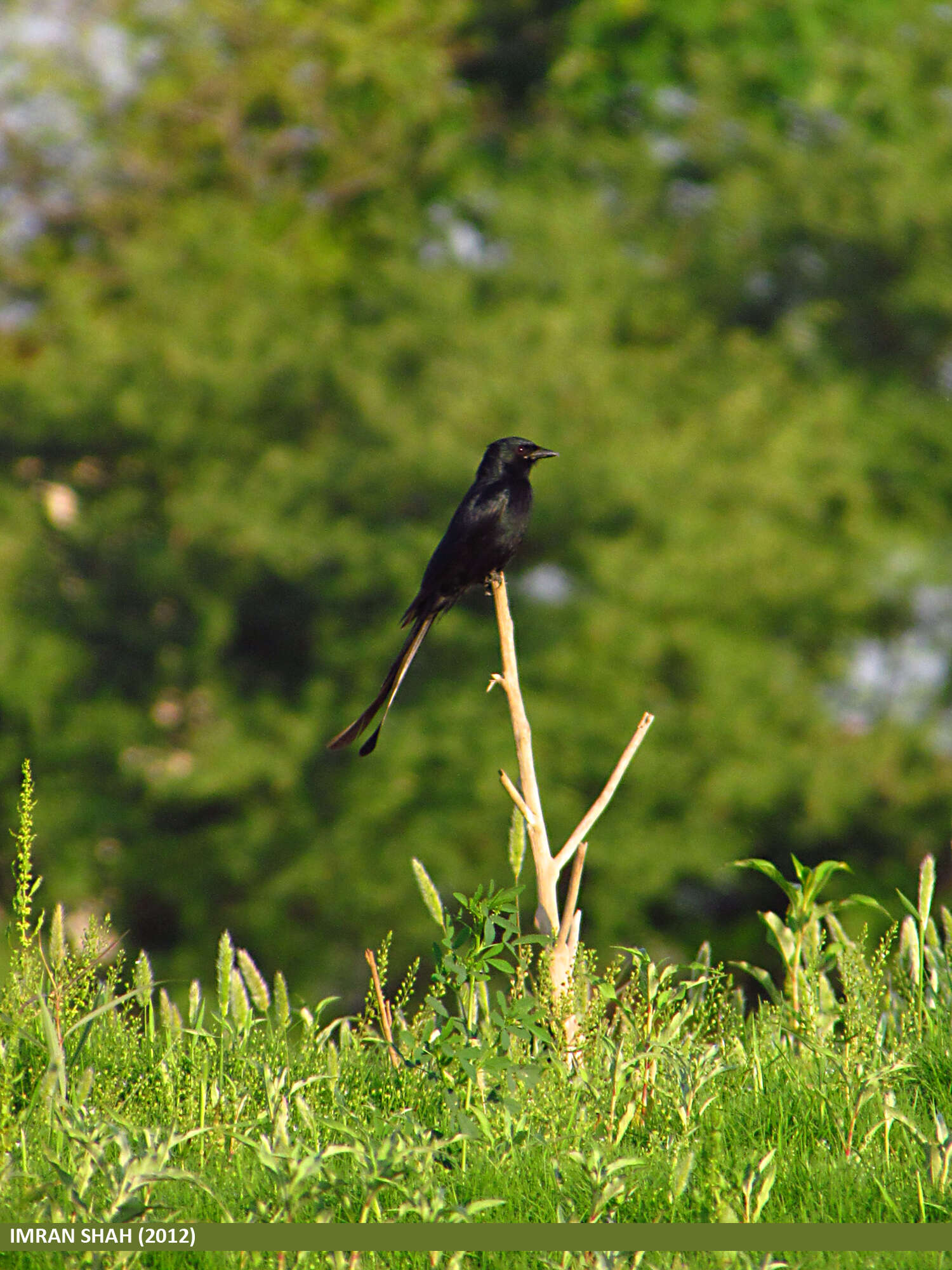 Image of Black Drongo