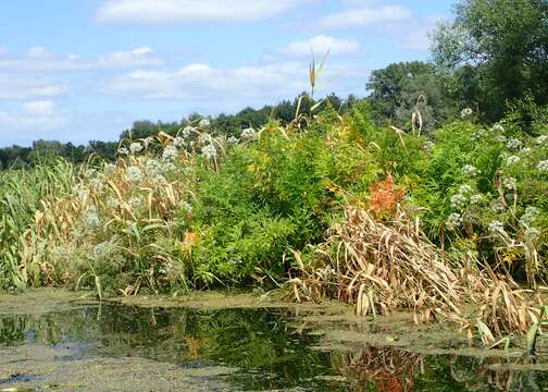 Image of European Waterhemlock