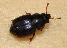 Image of Nettle Pollen Beetle