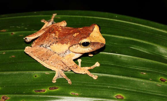 Image of Bubble-nest frog