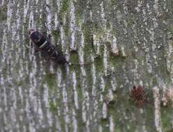 Orchesella cincta (Linnæus & C 1758)的圖片