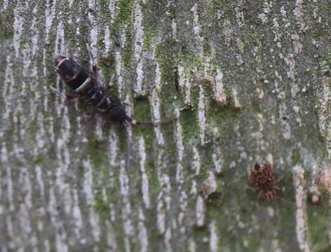 Image of hairy-back girdled springtail