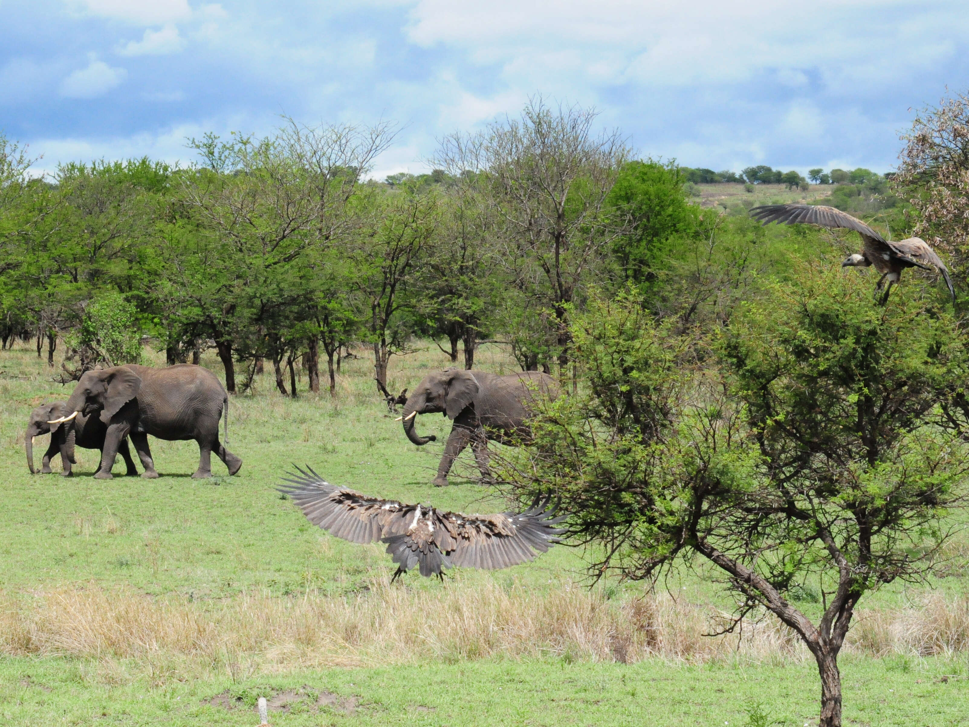 Image of African elephant