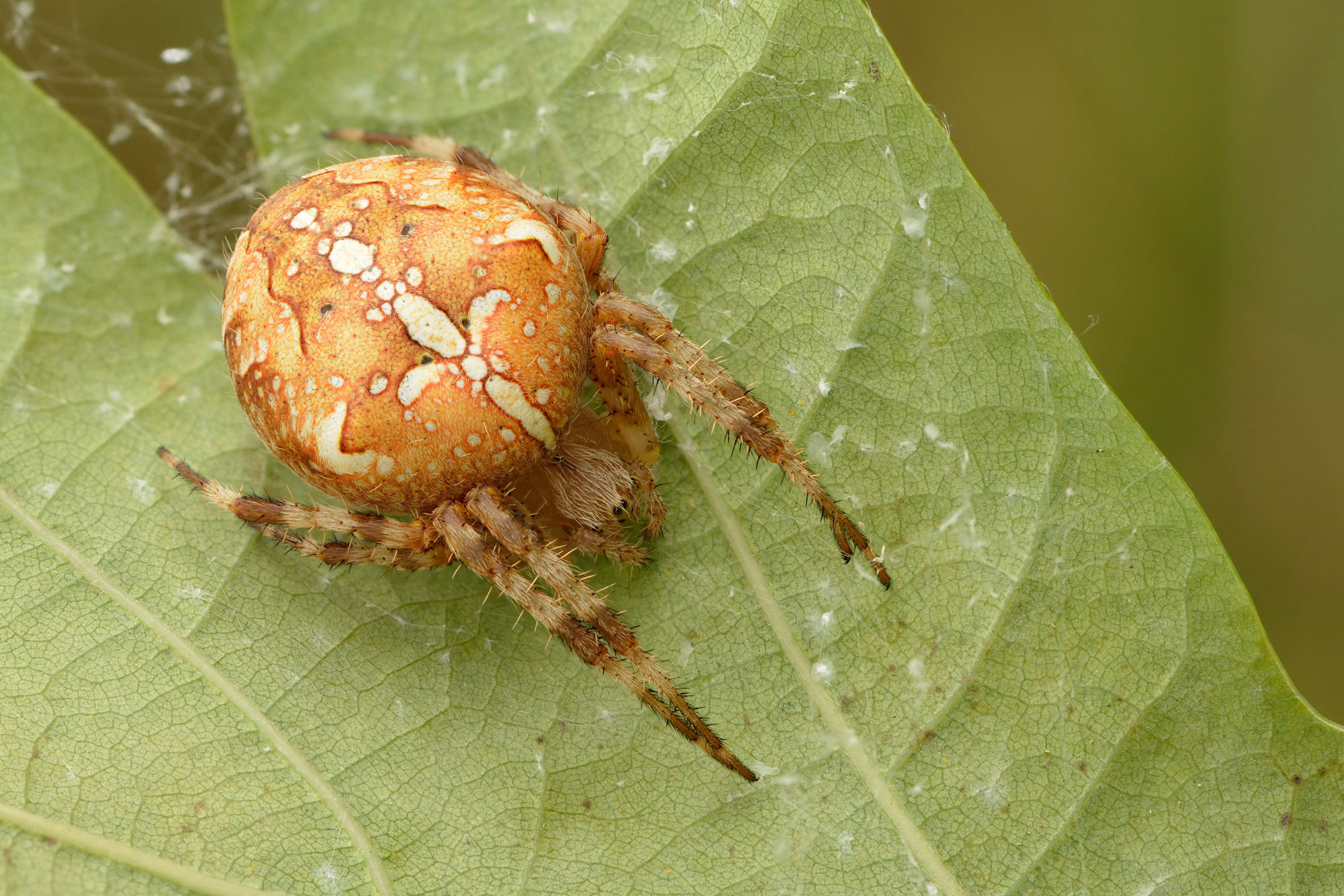 Image of Garden spider