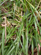 Image of broad-leaved meadow-grass