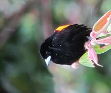 Image of Flame-rumped Tanager