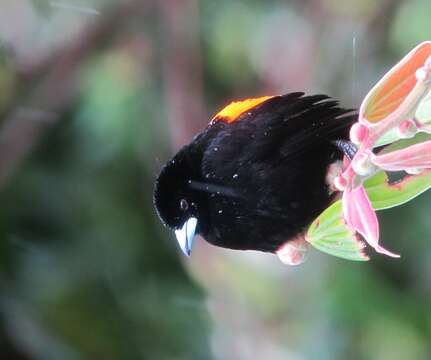 Image of Flame-rumped Tanager