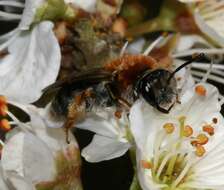 Image of early mining bee