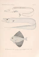 Image of Aphanopus