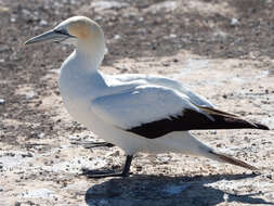 Image of Australasian Gannet