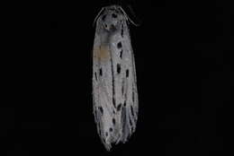 Image of Gray Ethmia