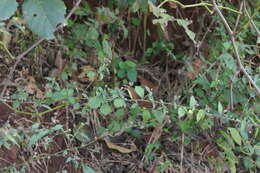 Imagem de Sida rhombifolia L.