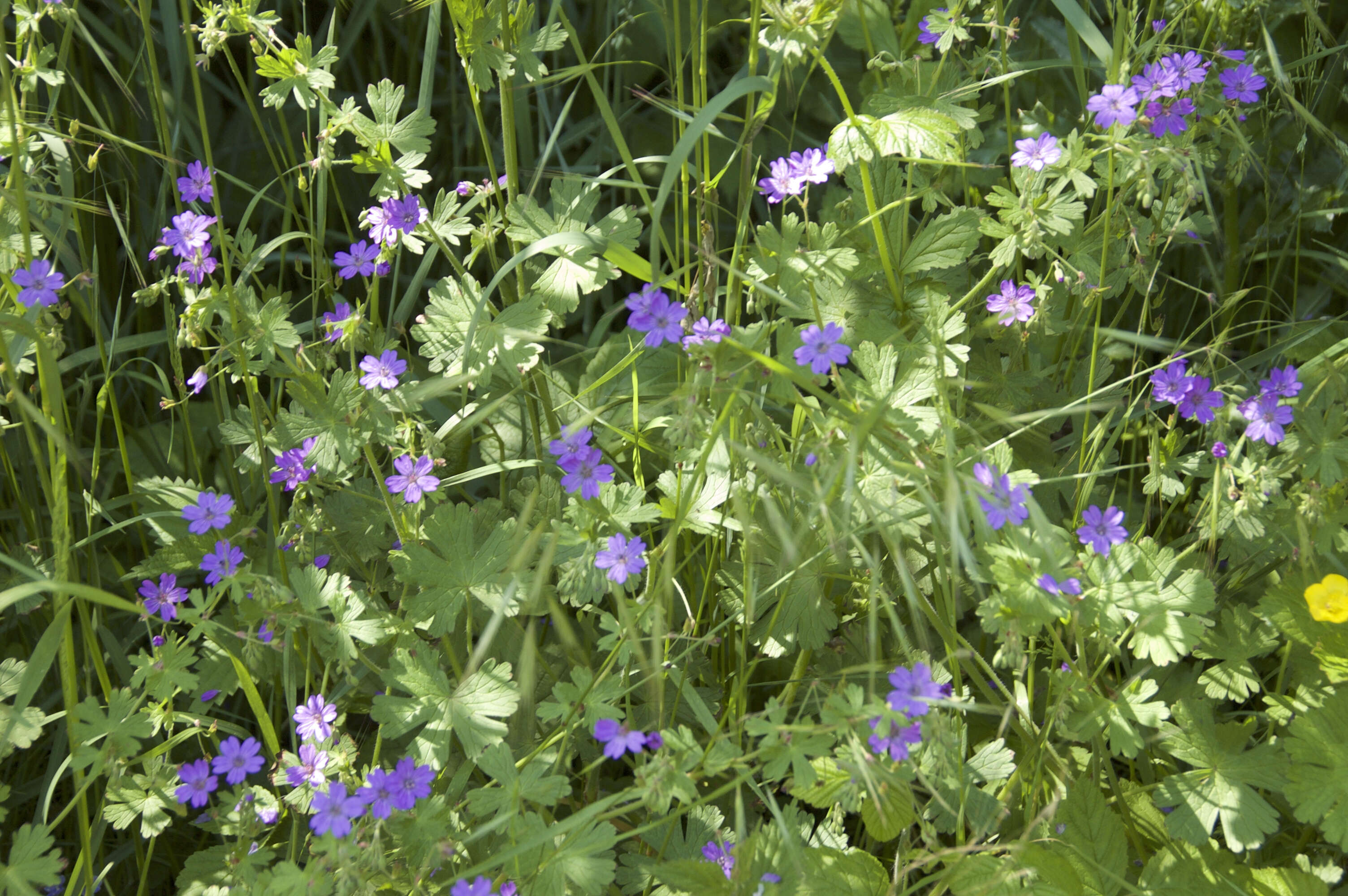 Imagem de Geranium molle L.