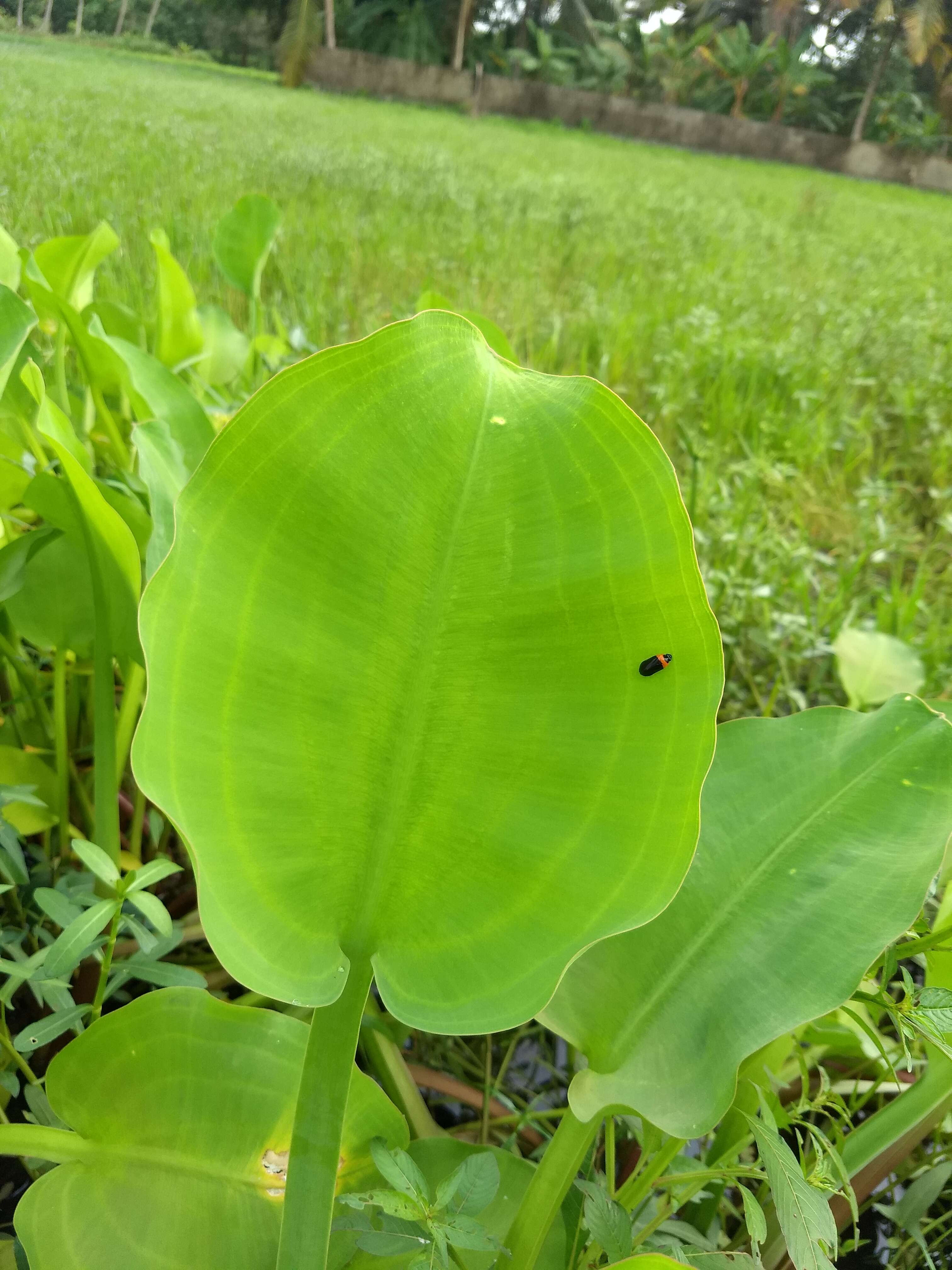 Image of velvetleaf