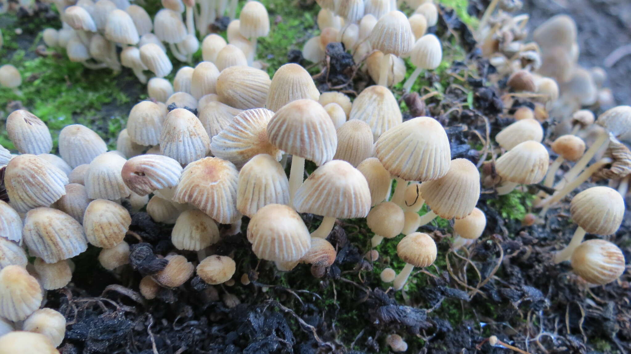 Image of Trooping Inkcaps