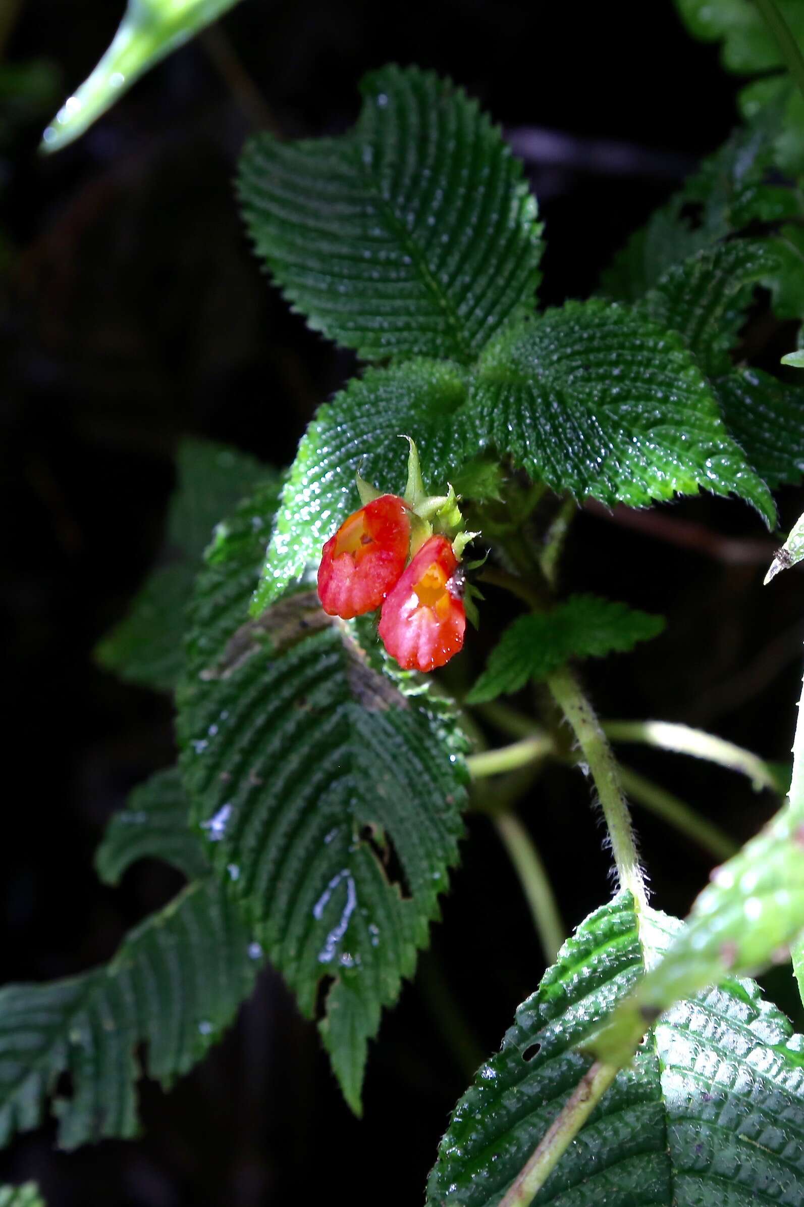 Imagem de Gasteranthus quitensis Benth.