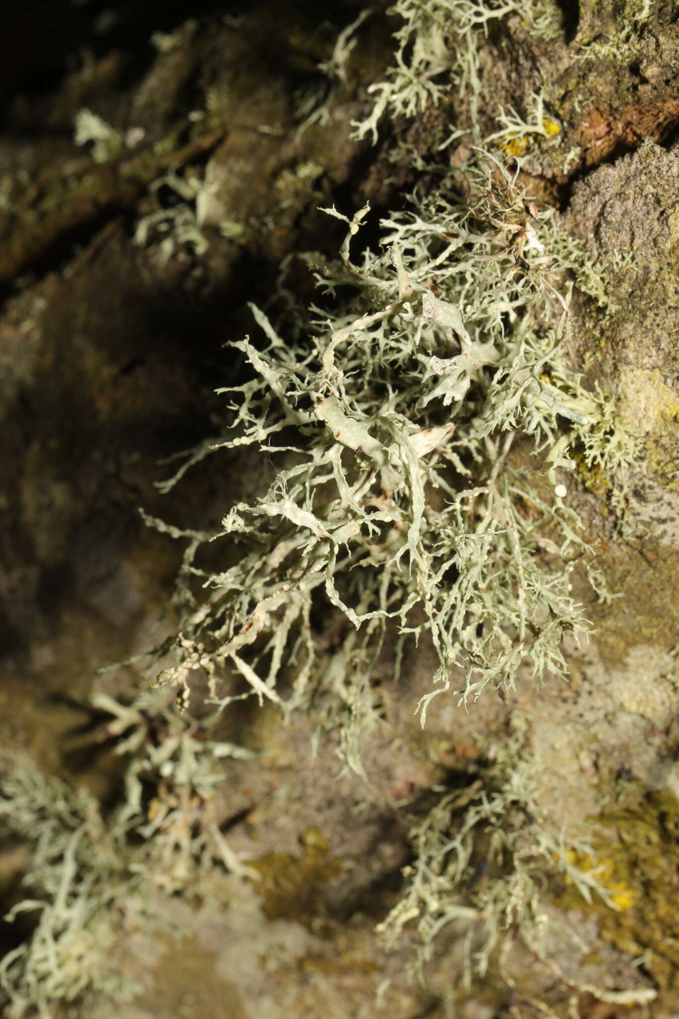 Image of farinose cartilage lichen