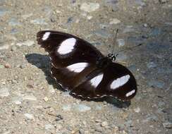 Image of False Plain Tiger