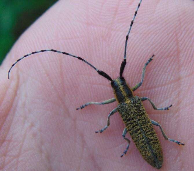 Image of Agapanthia (Epoptes) villosoviridescens (Degeer 1775)