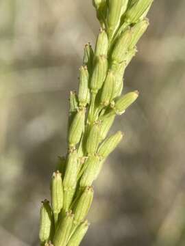 Image of Sea Arrowgrass