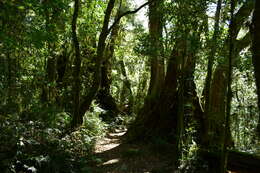 Imagem de Nothofagus moorei (F. Muell.) Krasser