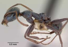 Image of Iridomyrmex prismatis Shattuck 1993