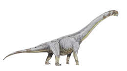 Image of Argyrosauridae