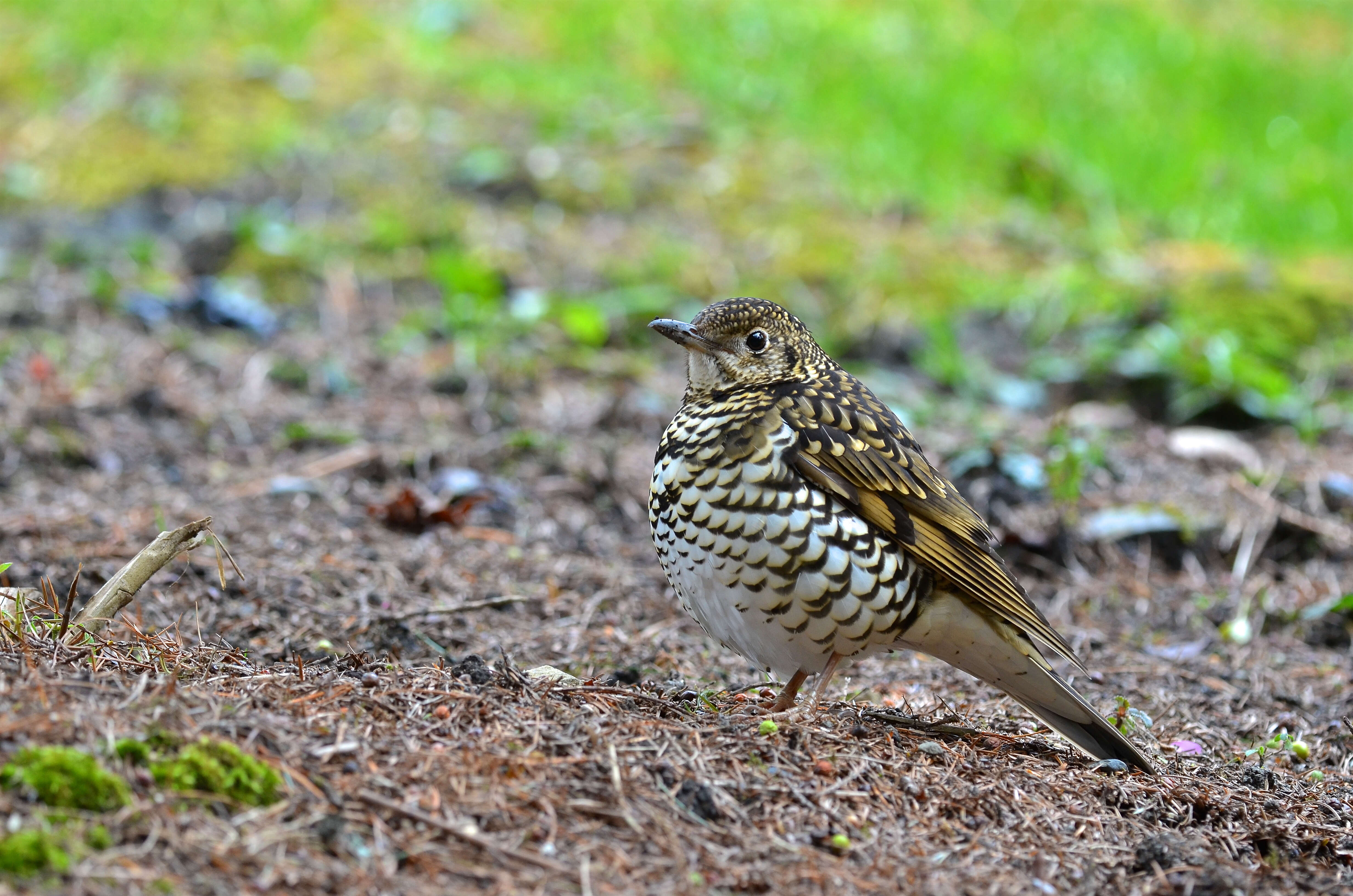 Image of White's Thrush