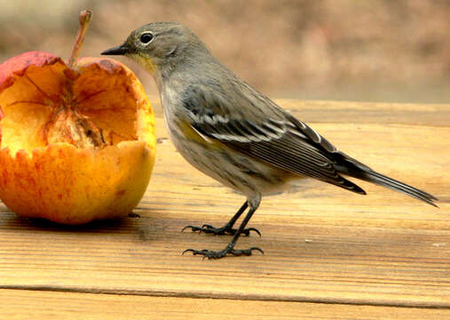 Image of Audubon's Warbler