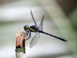 Image of Agrionoptera longitudinalis biserialis