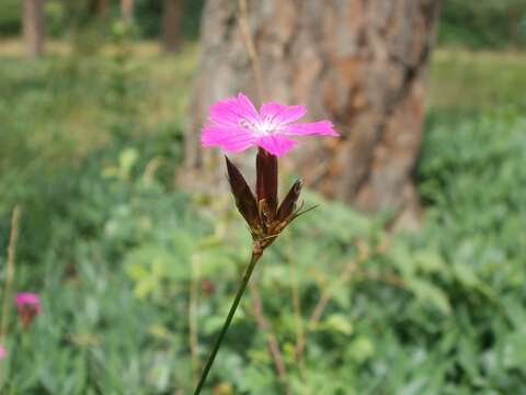 Image of carthusian pink