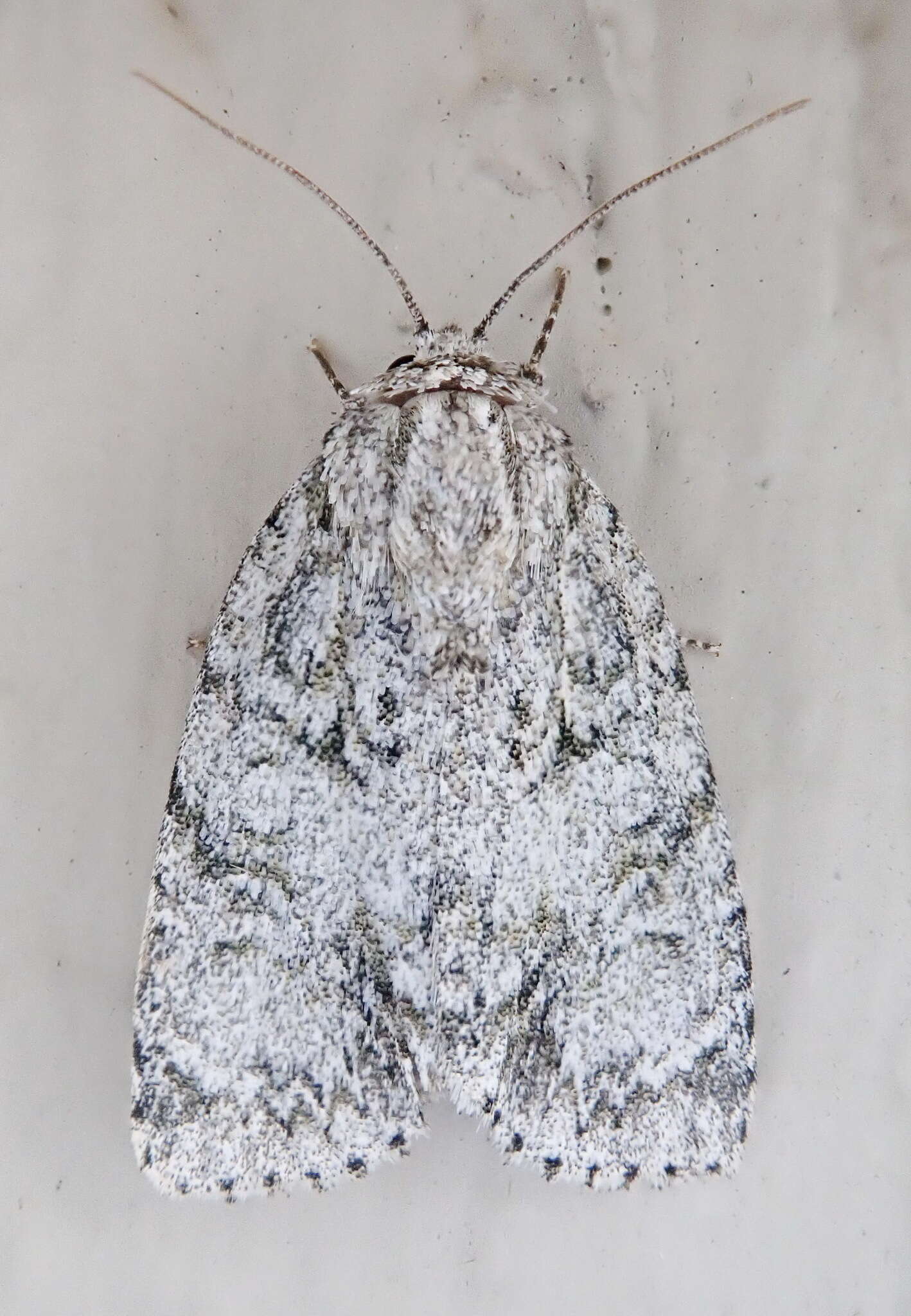 Acronicta retardata Walker 1861的圖片