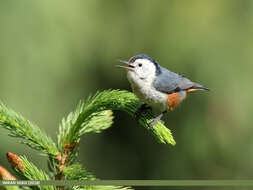 Слика од Sitta leucopsis Gould 1850