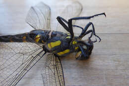 Image of golden-ringed dragonfly