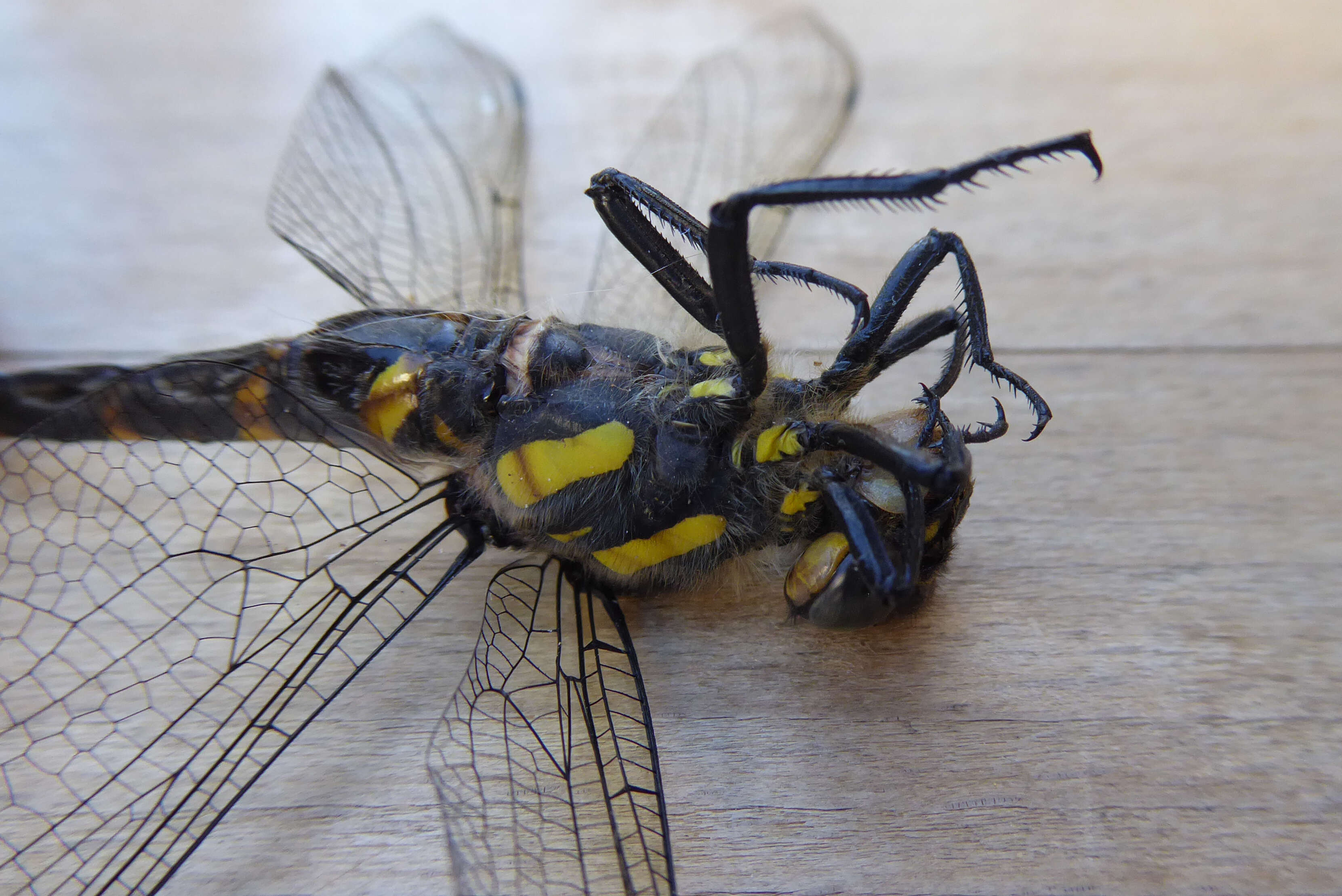 Image of golden-ringed dragonfly