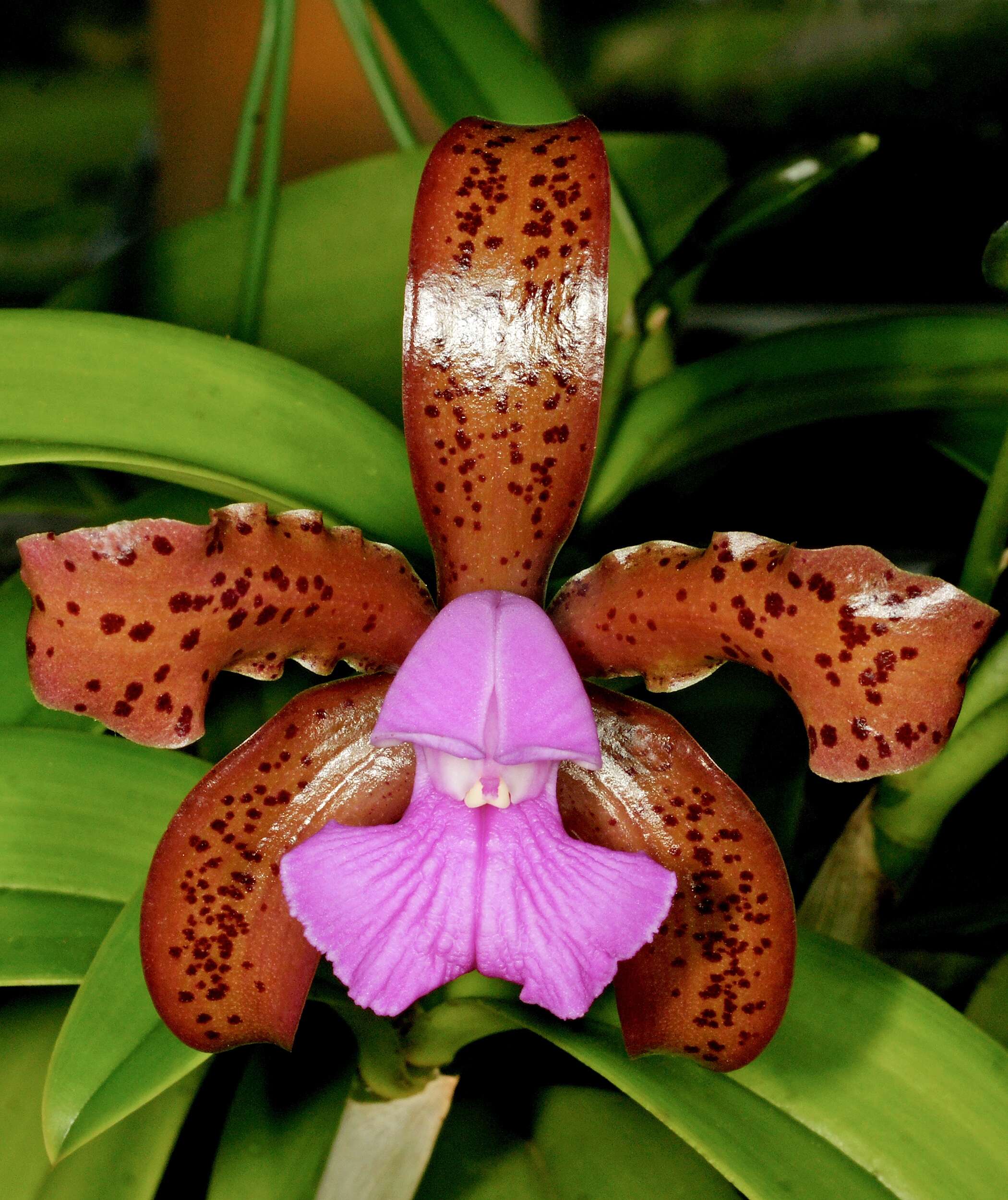 Image of Cattleya tigrina A. Rich.