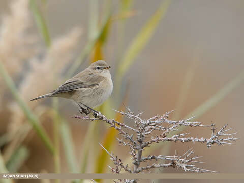 Image of Siberian Chiffchaff