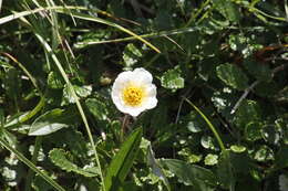 Imagem de Dryas octopetala L.